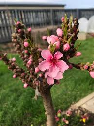 Prunus Nectarine 'Nectar Babe'