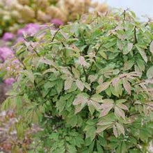Load image into Gallery viewer, Euonymus atal. 'Fire Ball Seedless'
