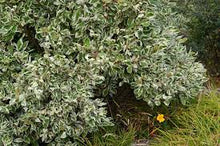 Load image into Gallery viewer, Euonymous fortunei &#39;Ivory Jade&#39;
