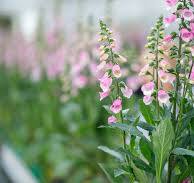 Digitalis purp. 'Hanabee Pink'