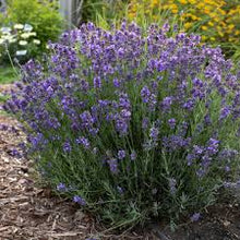 Load image into Gallery viewer, Lavandula ang. &#39;Vintro Blue&#39;
