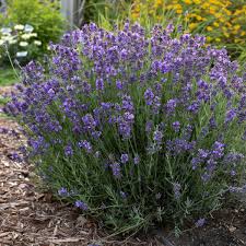 Lavandula ang. 'Vintro Blue'