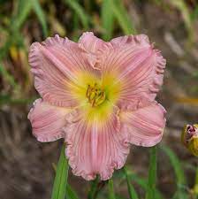 Hemerocallis 'Jolyene Nichole'