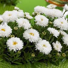 Leucanthemum x sup. 'LaSpider'