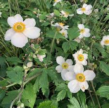 Load image into Gallery viewer, Anemone &#39;Elfin Swan&#39;
