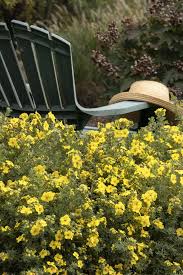 Potentilla fru. 'Cheesehead'