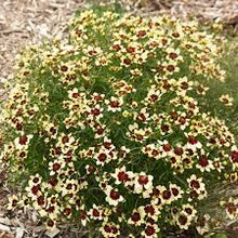 Load image into Gallery viewer, Coreopsis &#39;Creamy Calico&#39;
