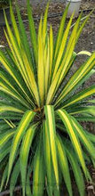 Load image into Gallery viewer, Yucca fil. &#39;Golden Sword&#39;
