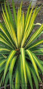 Yucca fil. 'Golden Sword'