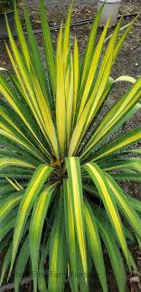 Yucca fil. 'Golden Sword'