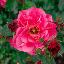 Rosa 'Cinnamon Hearts'