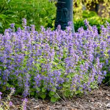 Nepeta 'Chartreuse on the Loose'