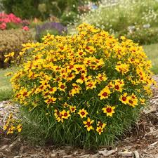 Coreopsis 'Golden Needles'