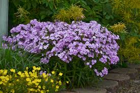 Phlox 'Opening Act Blush'
