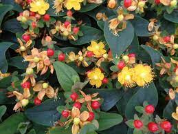 Hypericum Inodorum 'Red Flame'