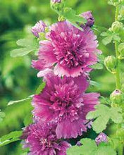 Load image into Gallery viewer, Alcea 'Celebrities Purple'
