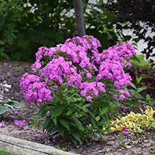 Phlox pan. 'Flame Lilac'