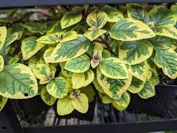 Plectranthus x 'Guacamole'