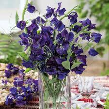 Sweet Pea Lath. odo. 'Navy Blue'