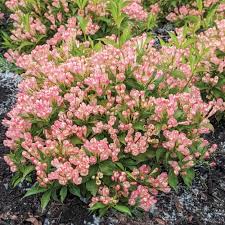 Weigela x 'Peach Kisses'