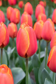 Tulipa 'Triple A'