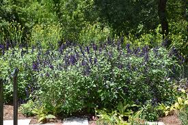 Salvia x Purple Majesty