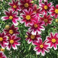 Coreopsis 'Candy Stripes'