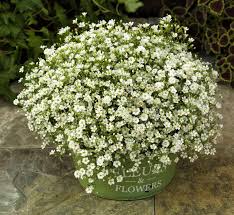 Gypsophila mura. 'Gypsy White'