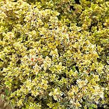 Thymus x cit. “Gold Edge”