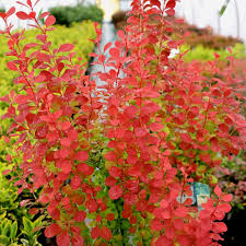 Berberis thunbergii 'Orange Torch'