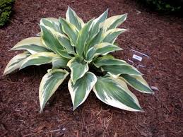 Hosta 'Bobcat'
