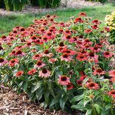 Echinacea 'Frankly Scarlet'