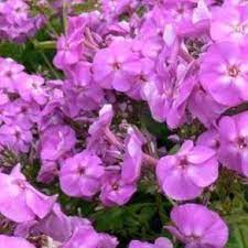 Phlox pan. 'Flame Lilac'