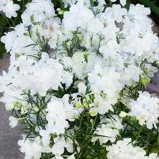 Delphinium 'Hunky Dory White'