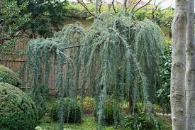 Cedrus deoda 'Glauca Pendula'