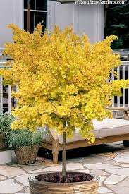 Ginkgo bilob. 'Mariken'