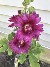Load image into Gallery viewer, Alcea 'Celebrities Purple'
