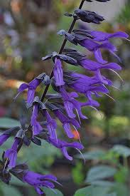Salvia x Purple Majesty