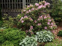 Rhododendron 'Independence' – Pondside Nursery