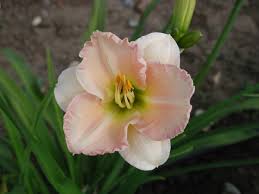 Hemerocallis 'Longfield's Beauty'
