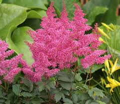 Astilbe 'Rhythm & Blues'