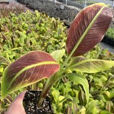 Musa 'Siam Ruby' - Banana