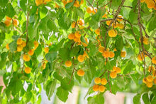 Load image into Gallery viewer, Prunus 'Moorpark' Apricot
