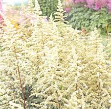 Astilbe 'Cappucino'