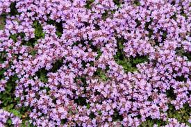 Thymus serpyllum