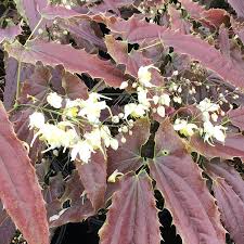 Epimedium wush. 'Sandy Claws'