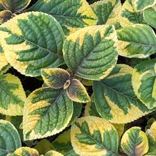 Plectranthus x 'Guacamole'