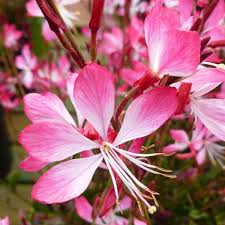 Gaura lin. 'Little Janie'