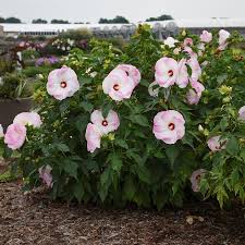Hibiscus 'Ballet Slippers'