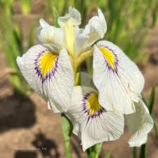 Iris pse. 'Eye Liner'